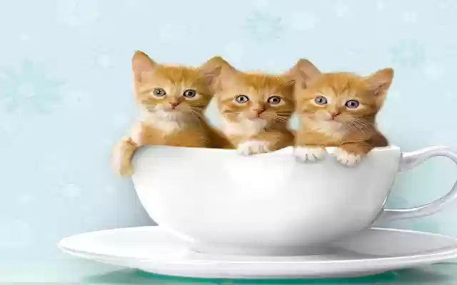 teatime!  from Chrome web store to be run with OffiDocs Chromium online