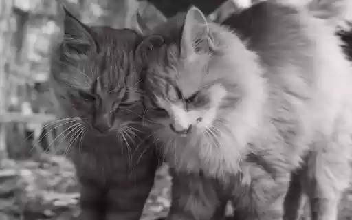 Tender Moment Between Two Fluffy Cats from Chrome web store to be run with OffiDocs Chromium online Tender Moment Between Two Fluffy Cats from Chrome web store to be run with OffiDocs Chromium online