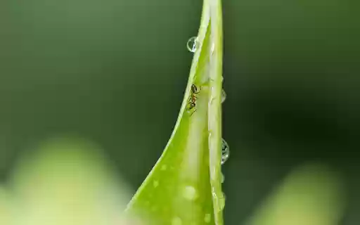 The Ant and the Leaf  from Chrome web store to be run with OffiDocs Chromium online