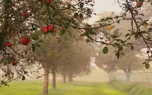 The apple orchard is full of dew from Chrome web store to be run with OffiDocs Chromium online The apple orchard is full of dew from Chrome web store to be run with OffiDocs Chromium online