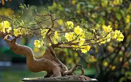 The apricot tree welcomes spring  from Chrome web store to be run with OffiDocs Chromium online