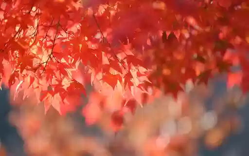 The autumn leaves from Chrome web store to be run with OffiDocs Chromium online The autumn leaves from Chrome web store to be run with OffiDocs Chromium online