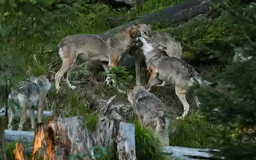 The beautiful and mysterious European gray wolf  from Chrome web store to be run with OffiDocs Chromium online