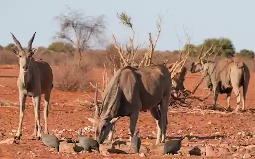 The Big Antelopes from Chrome web store to be run with OffiDocs Chromium online The Big Antelopes from Chrome web store to be run with OffiDocs Chromium online