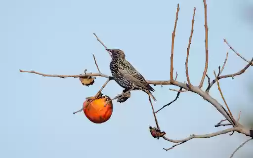 The bird eats a persimmon  from Chrome web store to be run with OffiDocs Chromium online