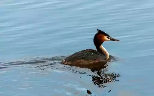 The bird great crested grebe from Chrome web store to be run with OffiDocs Chromium online The bird great crested grebe from Chrome web store to be run with OffiDocs Chromium online