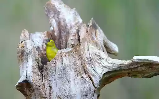 The bird in the nest from Chrome web store to be run with OffiDocs Chromium online The bird in the nest from Chrome web store to be run with OffiDocs Chromium online