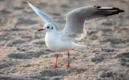 The bird spreads its wings on the beach  from Chrome web store to be run with OffiDocs Chromium online