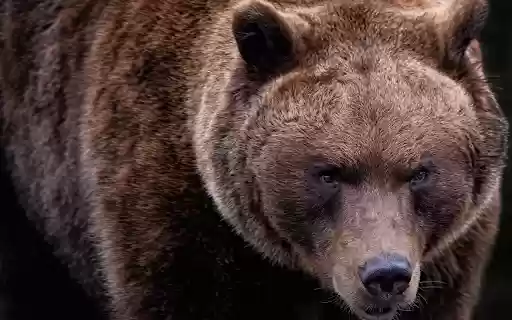 The brown bear grizzly  from Chrome web store to be run with OffiDocs Chromium online
