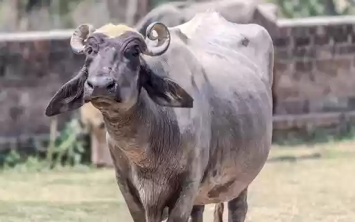 The buffalo and the curved horn  from Chrome web store to be run with OffiDocs Chromium online