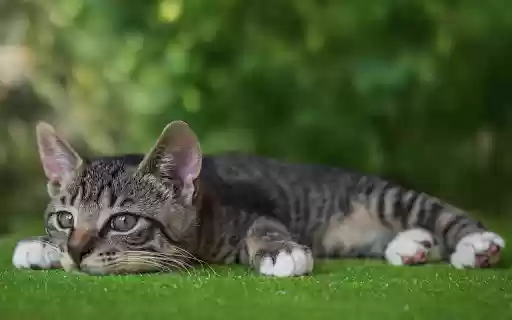 The cat lies down  from Chrome web store to be run with OffiDocs Chromium online