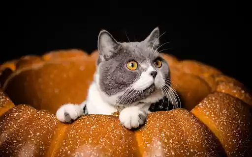 The cat lies in the pumpkin  from Chrome web store to be run with OffiDocs Chromium online