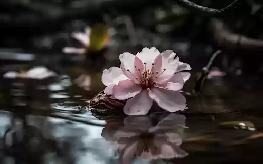 The cherry blossom  from Chrome web store to be run with OffiDocs Chromium online