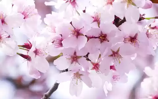 The cherry blossoms are in full bloom from Chrome web store to be run with OffiDocs Chromium online The cherry blossoms are in full bloom from Chrome web store to be run with OffiDocs Chromium online