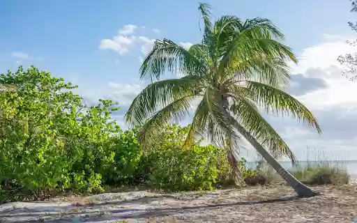 The coconut tree tilted its shadow  from Chrome web store to be run with OffiDocs Chromium online