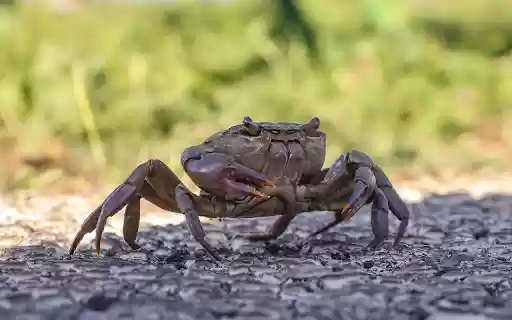 The Crab and the Red Claw  from Chrome web store to be run with OffiDocs Chromium online