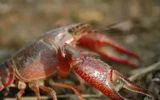 The crab has red claws  from Chrome web store to be run with OffiDocs Chromium online