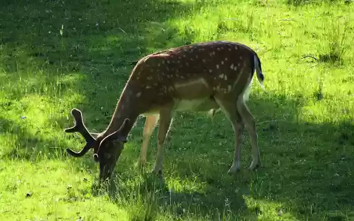 The deer eats grass  from Chrome web store to be run with OffiDocs Chromium online