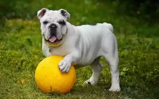 The dog and the golden ball  from Chrome web store to be run with OffiDocs Chromium online