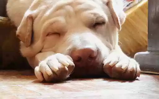 The dog slept soundly  from Chrome web store to be run with OffiDocs Chromium online