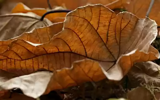The dry leaves curl  from Chrome web store to be run with OffiDocs Chromium online