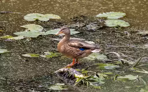 The Duck and the Lotus Pond  from Chrome web store to be run with OffiDocs Chromium online