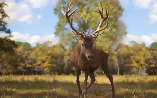 The Elegant Deer: A Gentle Icon of the Wilderness  from Chrome web store to be run with OffiDocs Chromium online