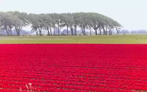 The fields are glowing pink  from Chrome web store to be run with OffiDocs Chromium online