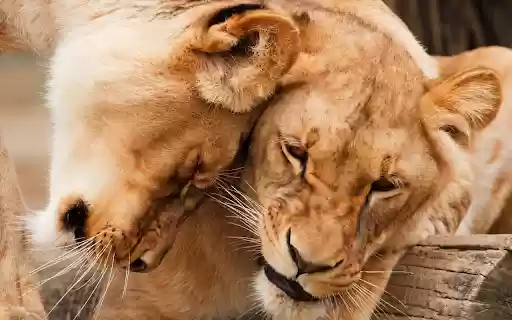 The fierce love of a lion  from Chrome web store to be run with OffiDocs Chromium online