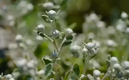 The flower buds are round  from Chrome web store to be run with OffiDocs Chromium online