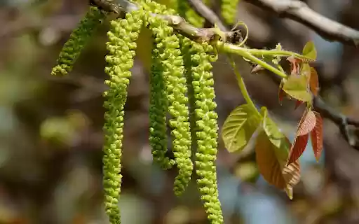 The flower clusters at the top of the tree from Chrome web store to be run with OffiDocs Chromium online The flower clusters at the top of the tree from Chrome web store to be run with OffiDocs Chromium online