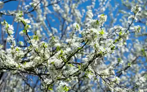 The flowers bloom white on thetree  from Chrome web store to be run with OffiDocs Chromium online