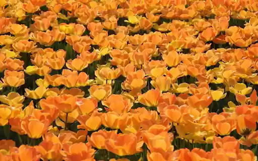 The forest of yellow flowers blooms  from Chrome web store to be run with OffiDocs Chromium online
