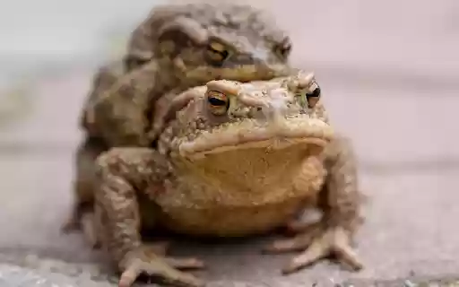 The frogs brown amphibian from Chrome web store to be run with OffiDocs Chromium online The frogs brown amphibian from Chrome web store to be run with OffiDocs Chromium online