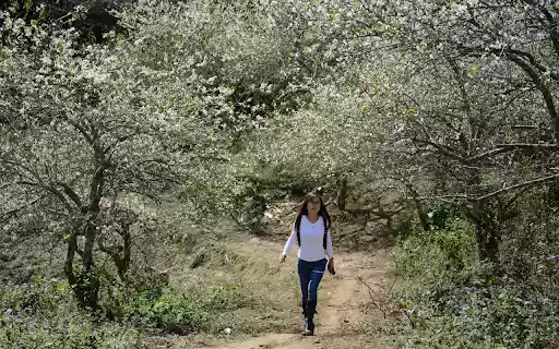 The girl and the flower forest from Chrome web store to be run with OffiDocs Chromium online The girl and the flower forest from Chrome web store to be run with OffiDocs Chromium online