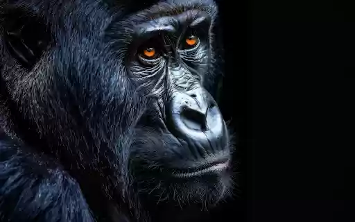 The gorilla primate from Chrome web store to be run with OffiDocs Chromium online The gorilla primate from Chrome web store to be run with OffiDocs Chromium online