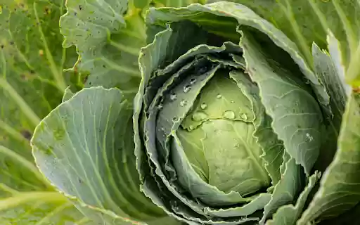 The Green Cabbage  from Chrome web store to be run with OffiDocs Chromium online