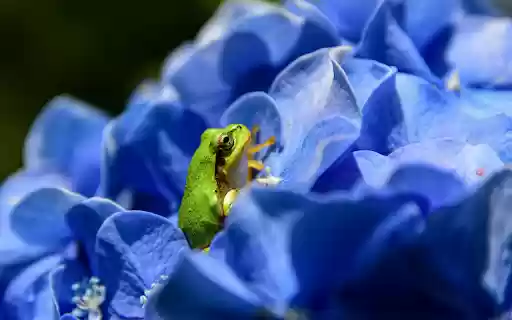 The green frog hides in the flower  from Chrome web store to be run with OffiDocs Chromium online