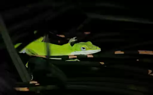 The Green Lizard  from Chrome web store to be run with OffiDocs Chromium online