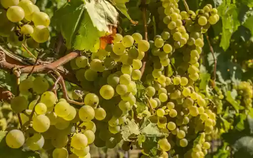 The green vineyard is lush  from Chrome web store to be run with OffiDocs Chromium online