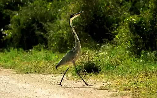 The Heron and the Long Neck  from Chrome web store to be run with OffiDocs Chromium online