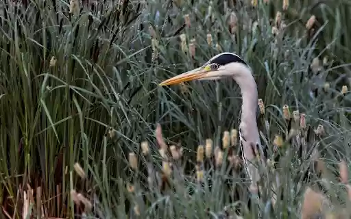 The Heron in the Grass  from Chrome web store to be run with OffiDocs Chromium online