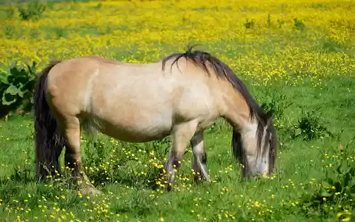 The horse is full in the field  from Chrome web store to be run with OffiDocs Chromium online