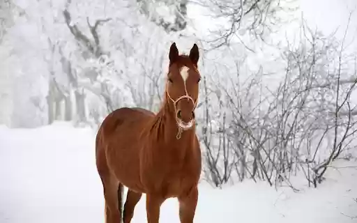 The horse is healthy  from Chrome web store to be run with OffiDocs Chromium online