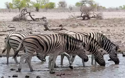 The horses drink water  from Chrome web store to be run with OffiDocs Chromium online