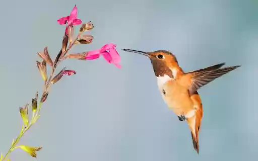The hummingbird bird  from Chrome web store to be run with OffiDocs Chromium online