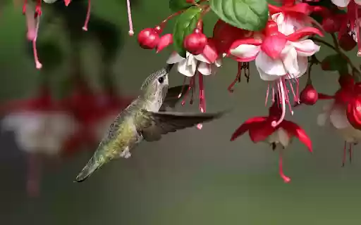 The Hummingbird by the Flower Branch  from Chrome web store to be run with OffiDocs Chromium online