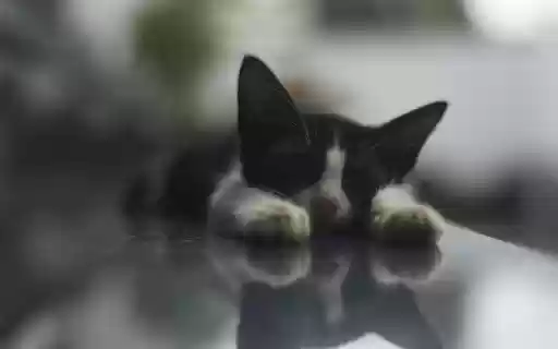 The kitten lies down from Chrome web store to be run with OffiDocs Chromium online The kitten lies down from Chrome web store to be run with OffiDocs Chromium online