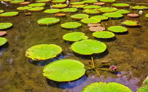 The lake is dry  from Chrome web store to be run with OffiDocs Chromium online