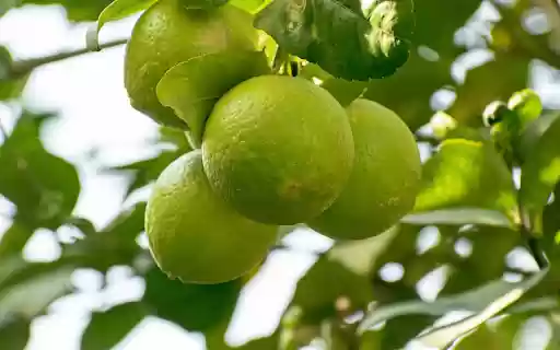 The lemon tree bears fruit from Chrome web store to be run with OffiDocs Chromium online The lemon tree bears fruit from Chrome web store to be run with OffiDocs Chromium online